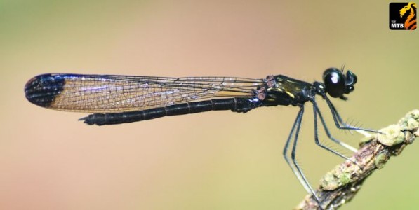 लंका नगरीचे चतुर