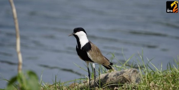 स्परविंग्ड लॅपविंगची दुर्मीळ भेट