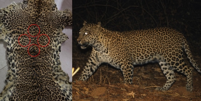 leopard poached in sgnp