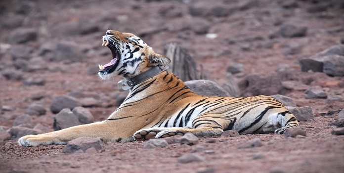 sahyadri tiger