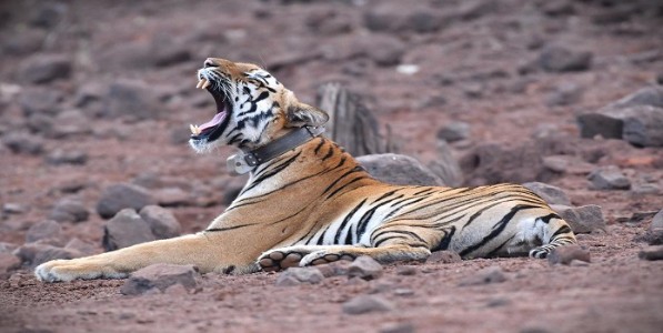 sahyadri tiger - तारा-चंदाच्या गळ्यातील रेडिओ काॅलर काढले; हद्दनिश्चिती, गर्भधारणी अशी बरीच कारणे
