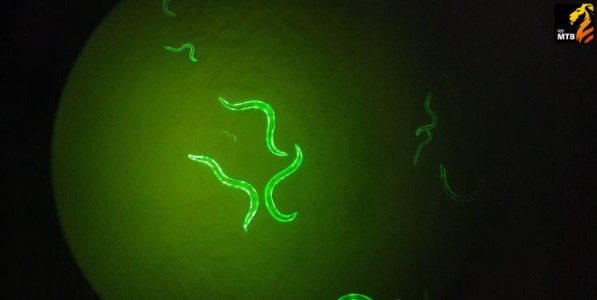 अंतराळातील ‌‘सूक्ष्म प्रयोग‌’