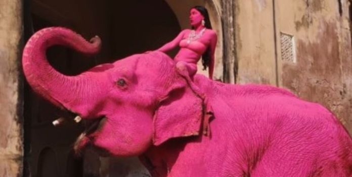 Jaipur Pink Elephant Shoot 