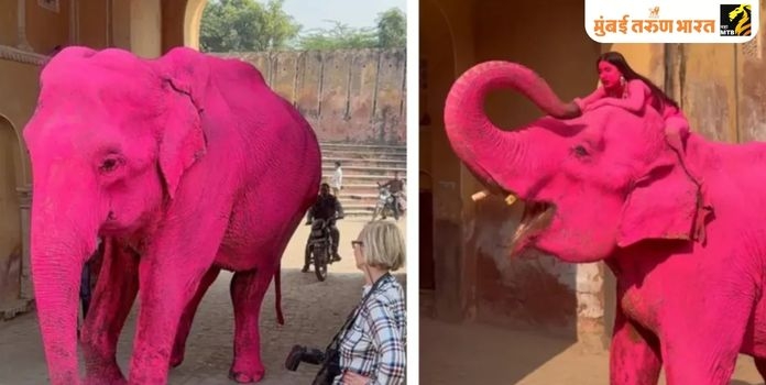 Jaipur Pink Elephant Shoot 