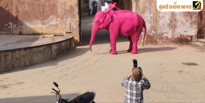 Jaipur Pink Elephant Shoot 