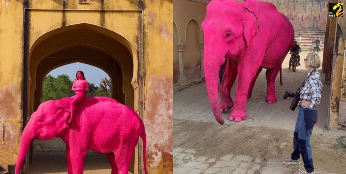Jaipur Pink Elephant Shoot 