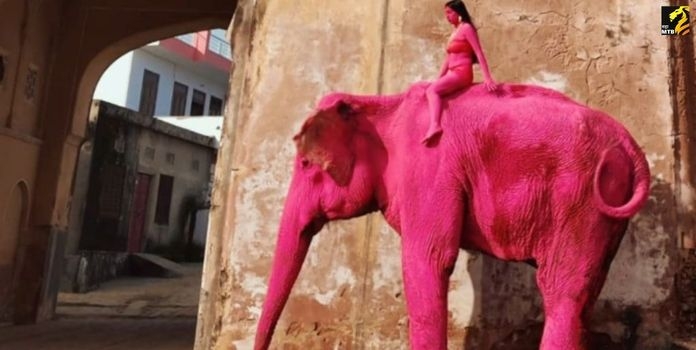 Jaipur Pink Elephant Shoot 
