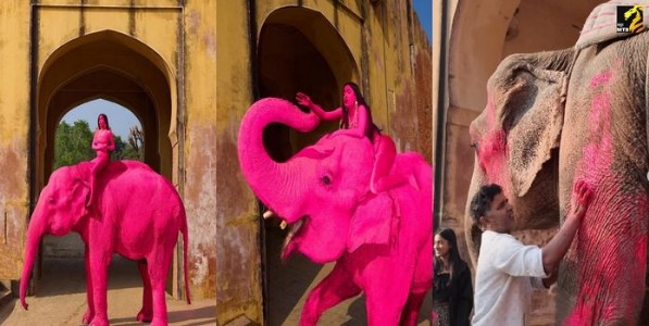 गुलाबी रंगाने घेतला 'चंचल' हत्तीचा मृत्यू? विदेशी फोटोग्राफरचा 'तो' फोटोशूट वादाच्या भोवऱ्यात; नेमके सत्य काय?