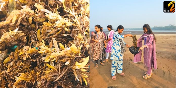 Seaweed Fertilizer Sustainable Farming