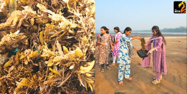 शैवालाचे झाले खत !