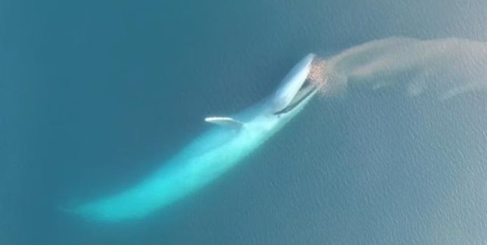 blue whale upwelling relationship (2)