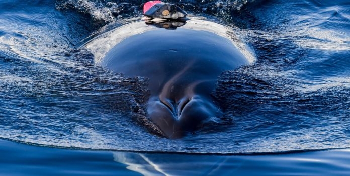 blue whale upwelling relationship (3)