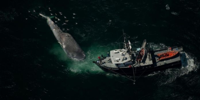 Blue whale upwelling relationship reveals how ocean nutrient cycles directly influence whale feeding, migration, and survival patterns. 
