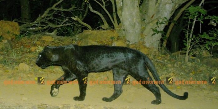 melanistic leopard
