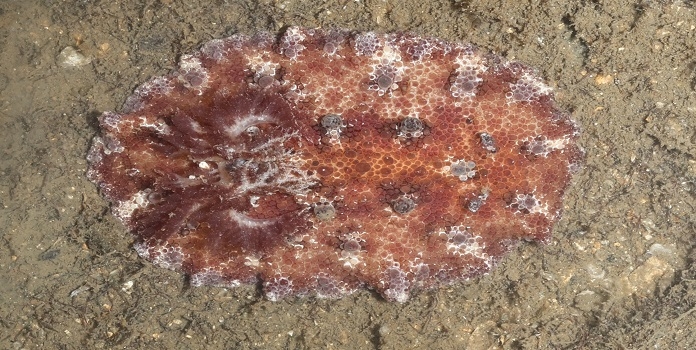 Discodoris cebuensis sea slug
