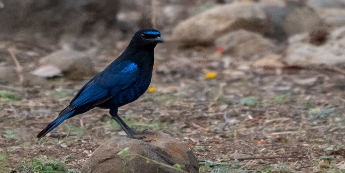 malabar whistling thrush