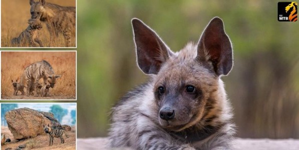 माळरानांचा स्वच्छतादूत; जागतिक तरस दिन विशेष