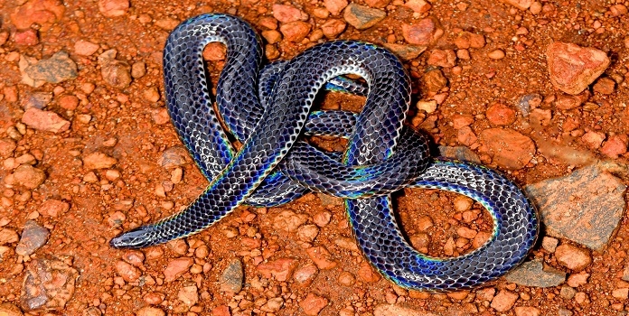 shieldtail snake