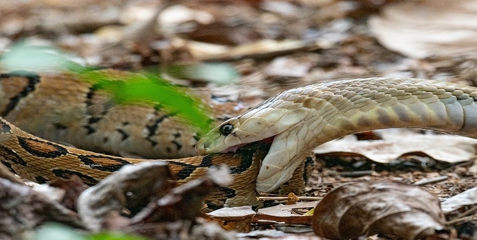 ratnagiri champak maidan