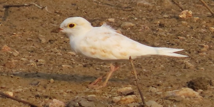 albino Little ringed plover