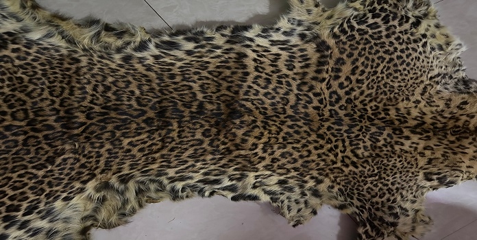 sgnp leopard poaching