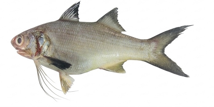 rawas fish