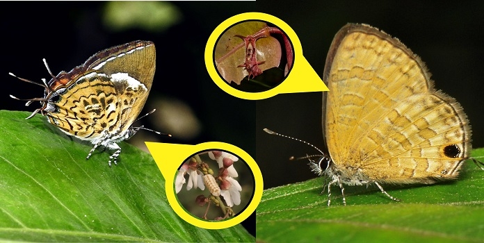 butterfly host plant
