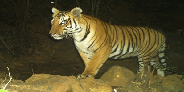 radhanagari tiger - रायबानंतर राधानगरीत घुमली नव्या वाघाची डरकाळी; नर वाघाचे वय आहे...