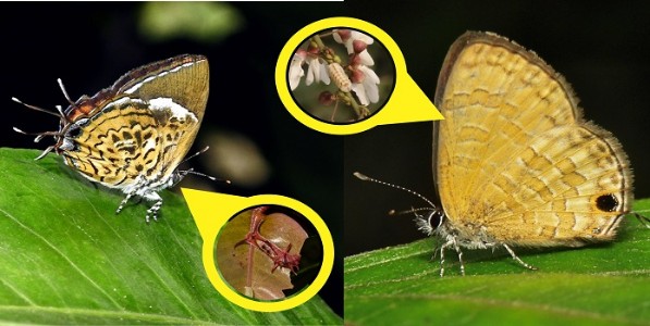 वानरकुट, निलरेखा फुलपाखरांच्या खाद्य वनस्पतींमध्ये भर; संजय गांधी राष्ट्रीय उद्यानामधून नोंद