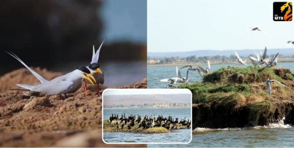 पक्ष्यांची ‌‘कृत्रिम बेटे‌’