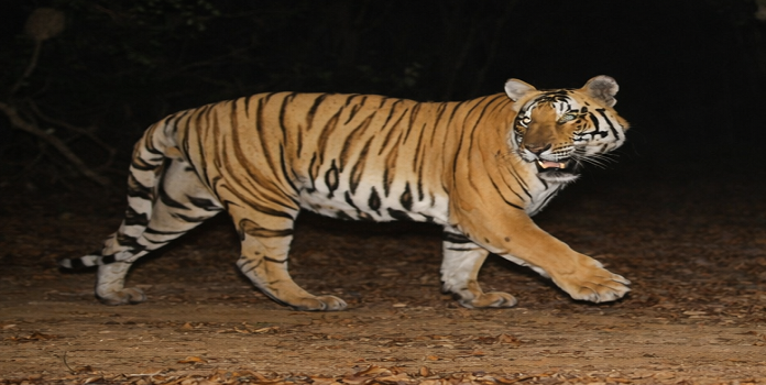 radhanagri tiger