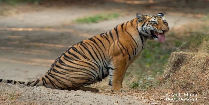 sahyadri tiger
