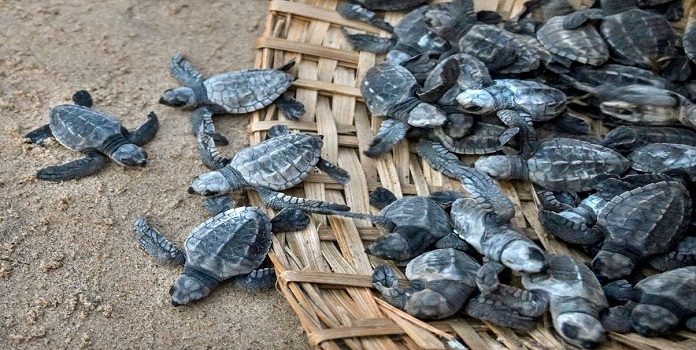Turtle festival