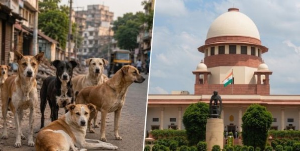 Stray Dogs: धोकादायक कुत्र्यांना मृत्यूचं इंजेक्शन द्या..., काय म्हणालं सुप्रीम कोर्ट?