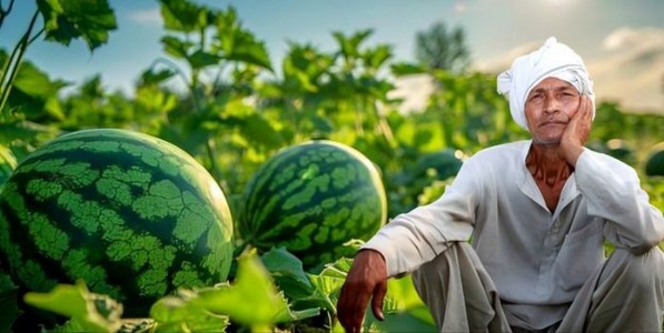 कलिंगडाचे काय?