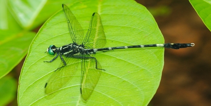 dodamarg dragonfly meet