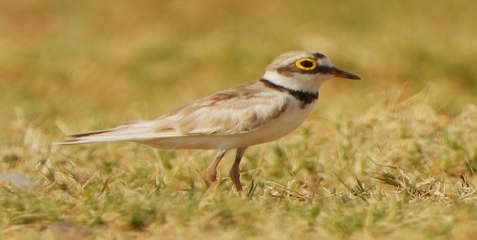 albino Little Ringed Plover