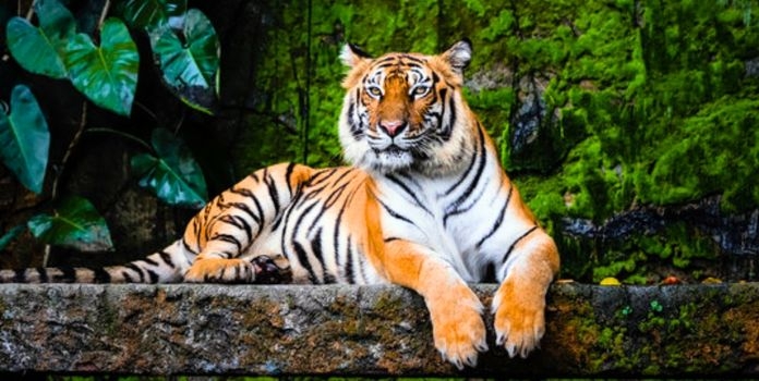 Chandrapur Human Tiger Conflict
