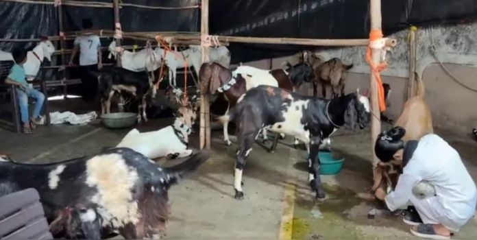 Goregaon Qurbani Dispute Resolved