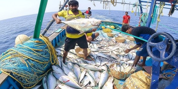 महाराष्ट्राच्या मत्स्योत्पदनात १८ टक्क्यांनी वाढ; सुरमई, माकुळ, पापलेटच्या उत्पादनात राज्य देशात प्रथम