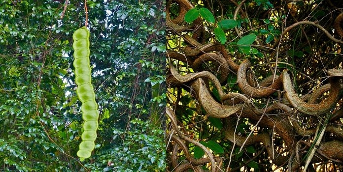 Garambi Vine Western Ghats Plant
