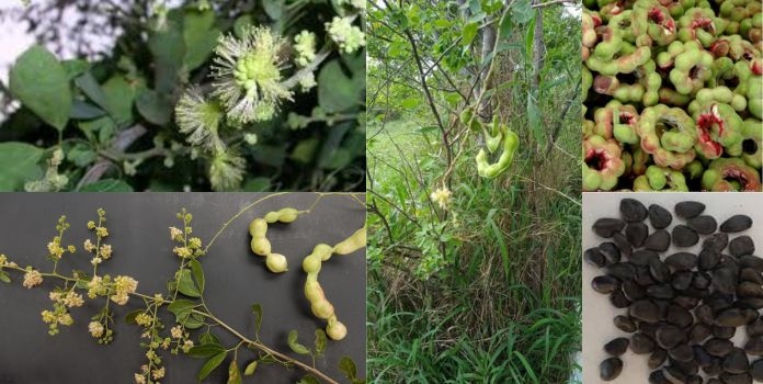 Tamarind Tree Benefits