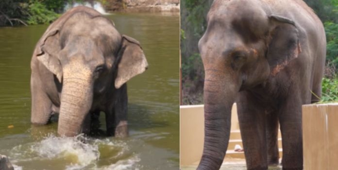 Madhuri Elephant