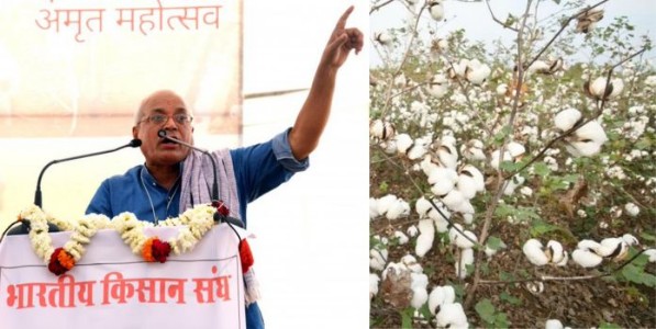 बीटी कापसामुळेच देशातील कापूस उत्पादनात घट; भारतीय किसान संघाचा दावा