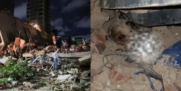 भयंकर! व्हेनेझुएलामध्ये भूकंपाचे जोरदार हादरे; काही क्षणांत बदललं चित्र, लहानांपासून मुक्या प्राण्यांपर्यंत सर्वांमध्ये भीतीचे वातावरण
