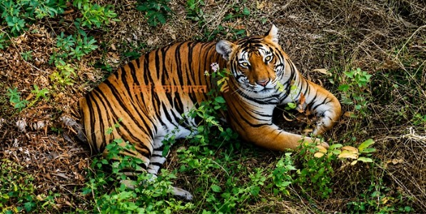 कोल्हापुरात टिपली वाघांची १३ छायाचित्र; अखिल भारतीय व्याघ्र गणनेत झाली इतक्या वाघांची नोंद