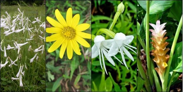 कोकणचे कातळसौंदर्य