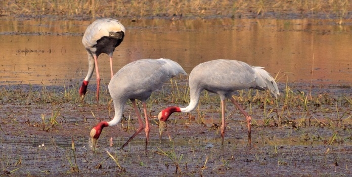 sarus bird