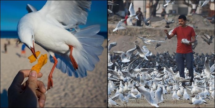 Seabirds Feeding