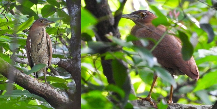 malayan night heron